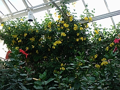 346 Longwood Gardens [2008 August 23]